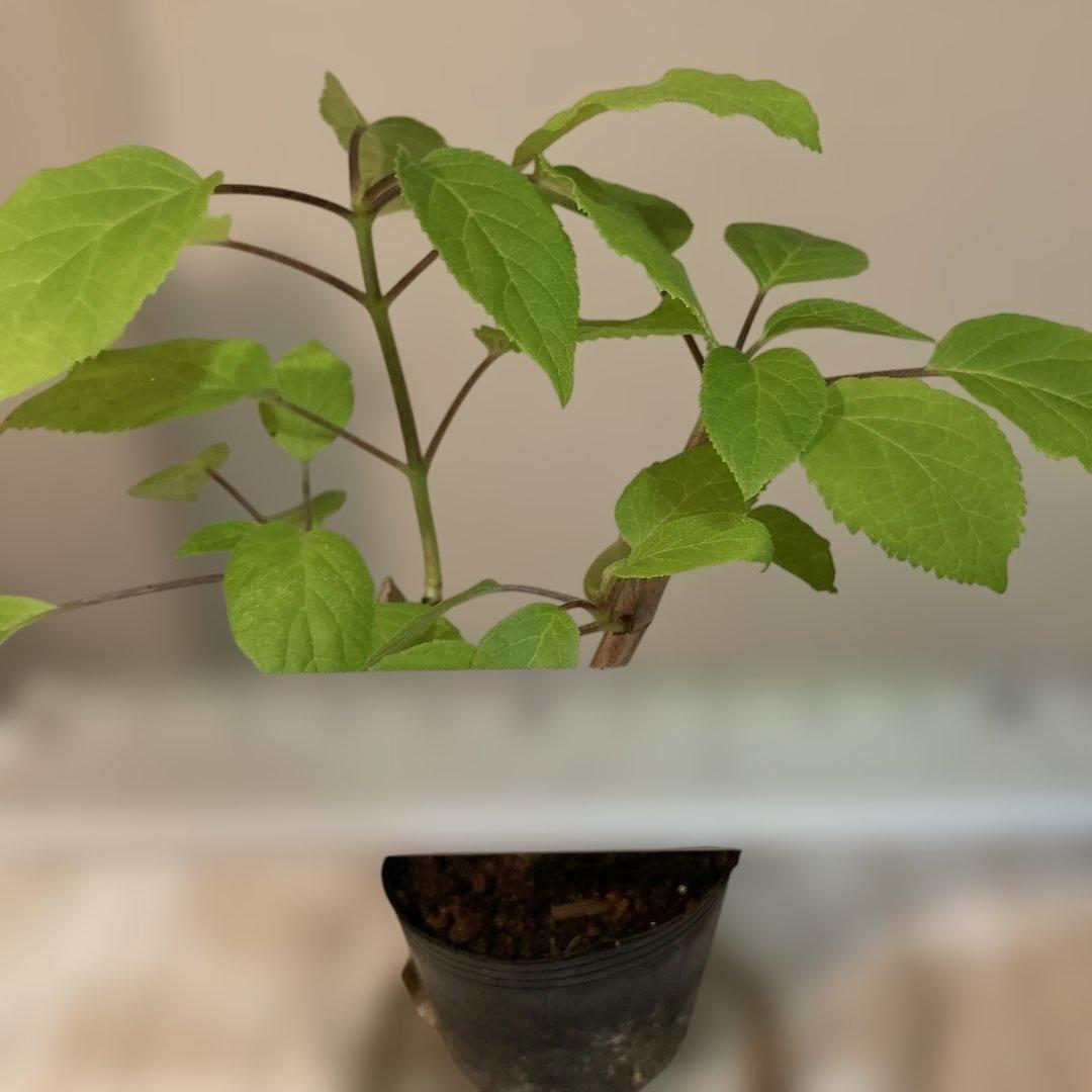 紫陽花アナベル挿し木苗⑫