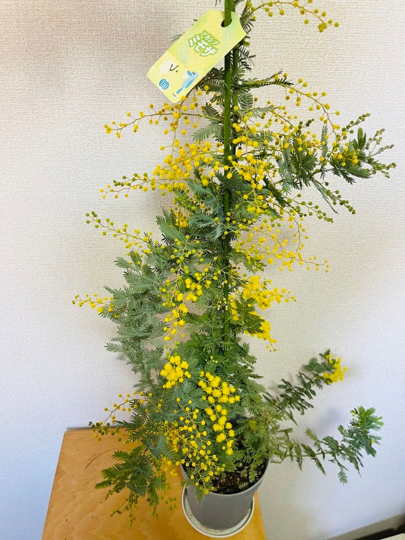 ✨【花芽付き】1m超えミモザ苗｜春すぐ開花✨希少サイズ✨　う