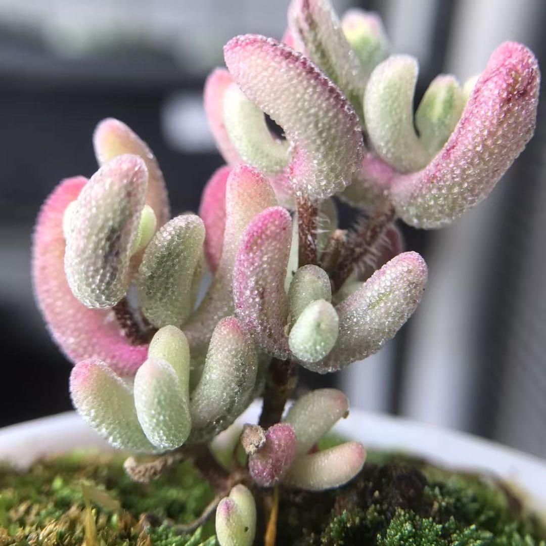 超レア　多肉植物ドロサンテマ 超キラキラ Purple flash 抜き苗１株