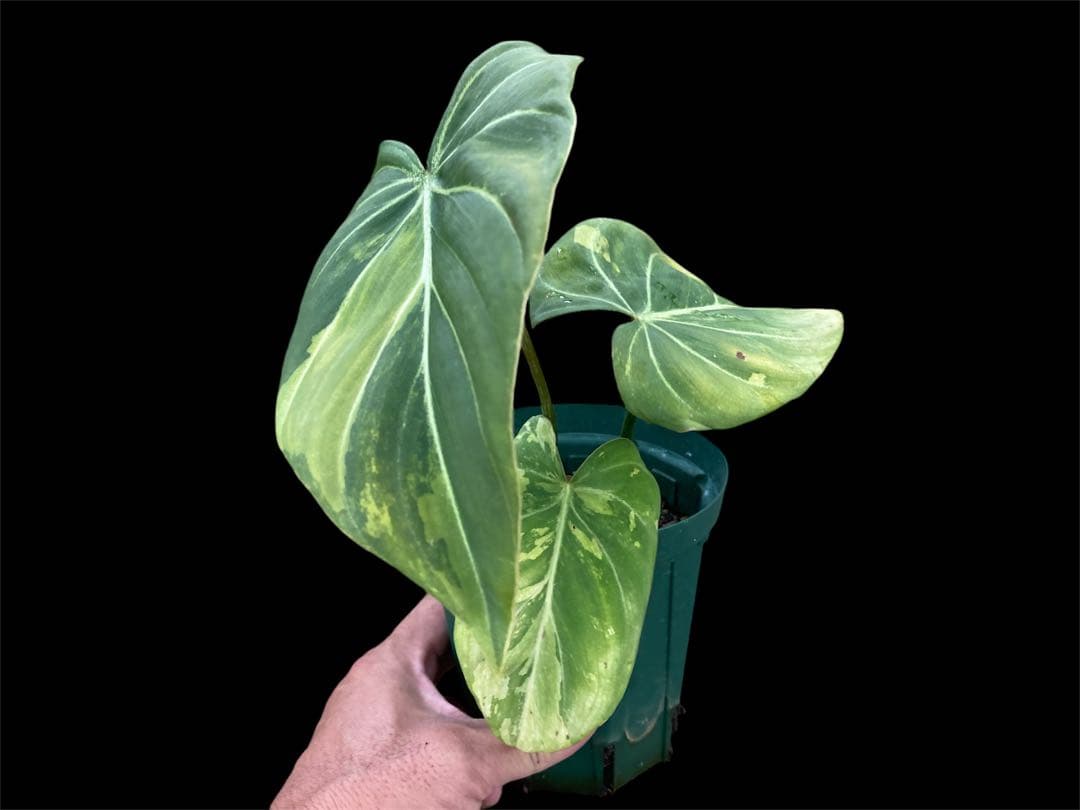 観葉植物【フィロデンドロン  グロリオーサム バリエガタ】激レア品種