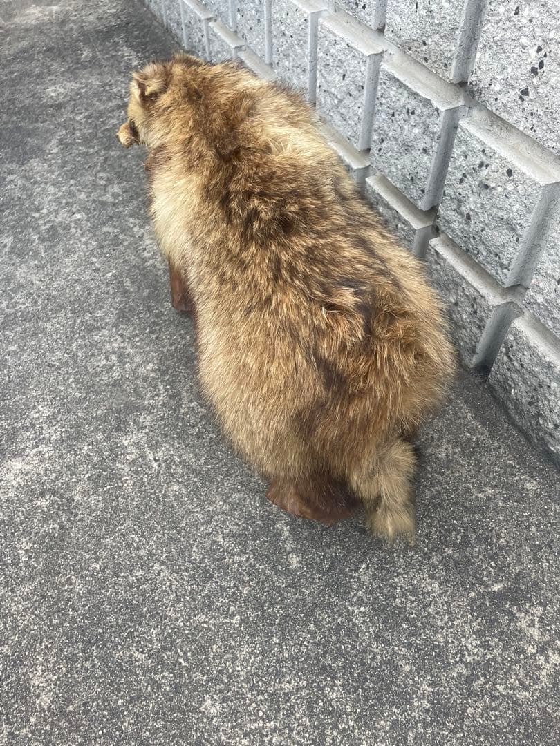 たぬき　剥製　置物