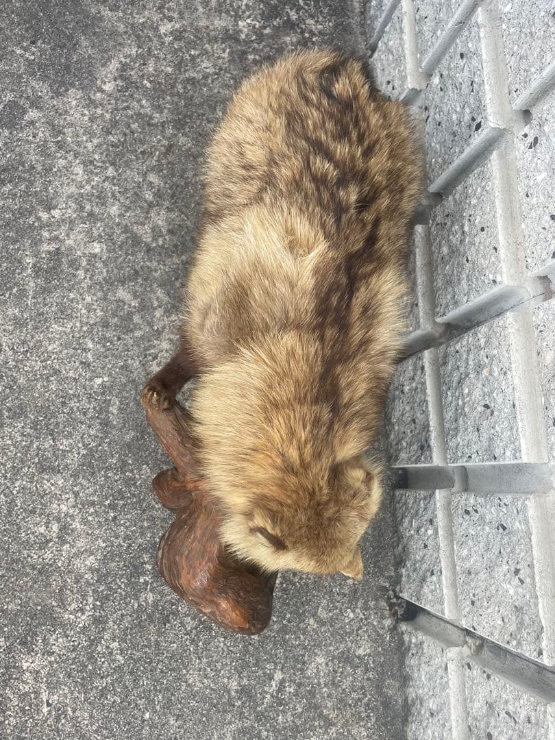 たぬき　剥製　置物