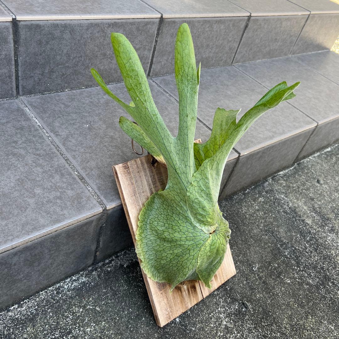 ビカクシダ スパーバム