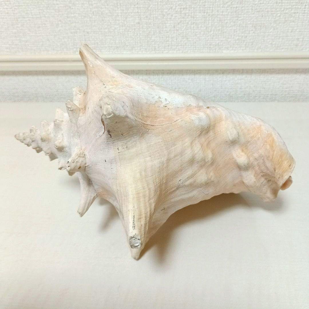 コンク貝 ピンク貝 貝殻 希少貝殻 標本貝 インテリア 置物 ccp002