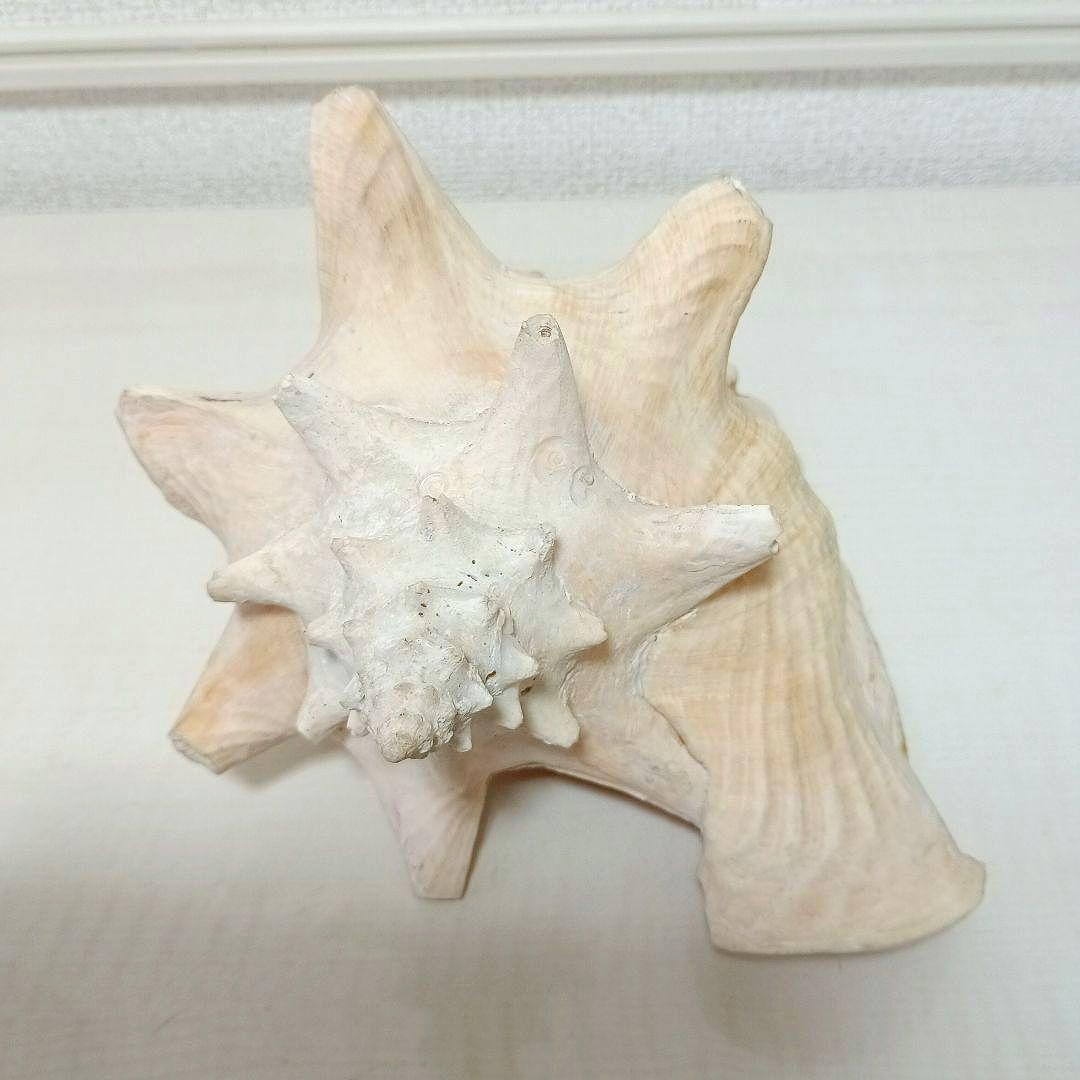 コンク貝 ピンク貝 貝殻 希少貝殻 標本貝 インテリア 置物 ccp002