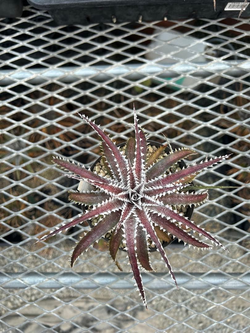 ディッキア Dyckia Code NW-40 Bill Baker 子株付き