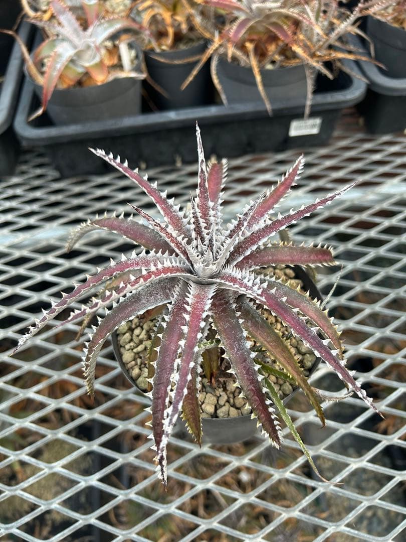 ディッキア Dyckia Code NW-40 Bill Baker 子株付き