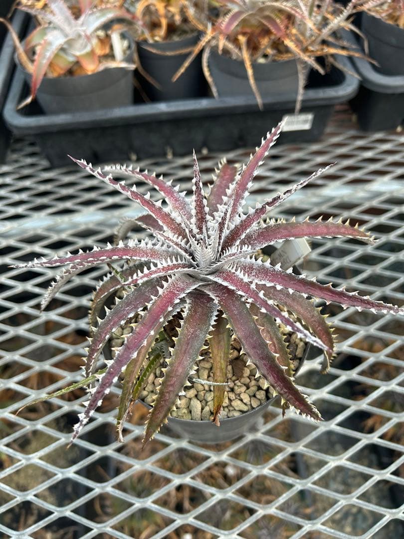 ディッキア Dyckia Code NW-40 Bill Baker 子株付き