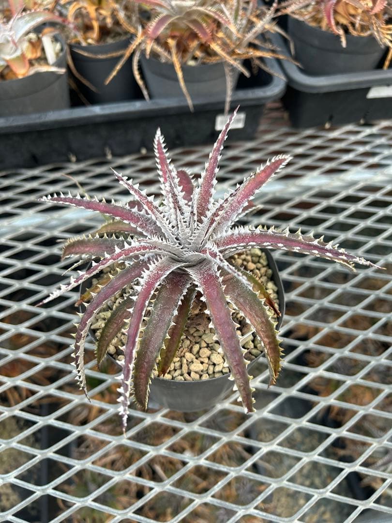 ディッキア Dyckia Code NW-40 Bill Baker 子株付き
