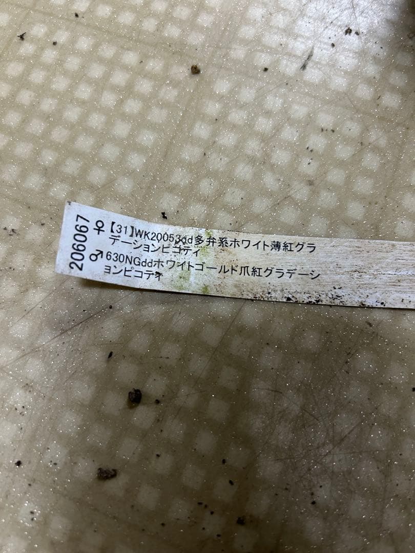 ホワイトゴールド爪紅グラデーション 加藤農園クリスマスローズ同梱可能