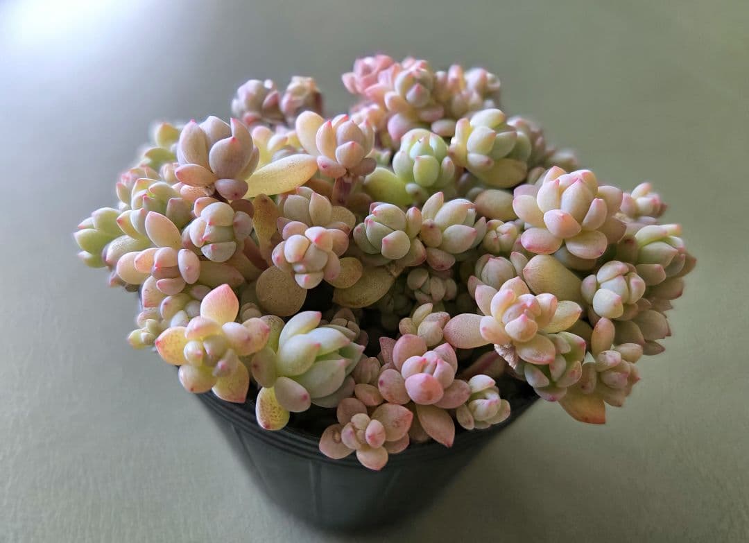 多肉植物♡ダーリーサンシャイン～ちび苗～つぶつぶ～♡ポットごと発送のお値段^^②