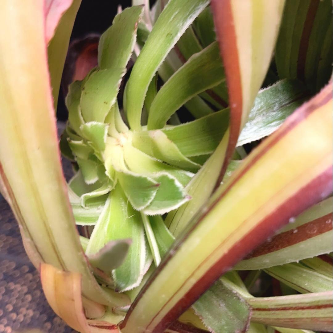 86#多肉植物アエオニウム錦❤️水墨畫变異白黒グリッド錦❤️1頭4子芽29cm拨き苗