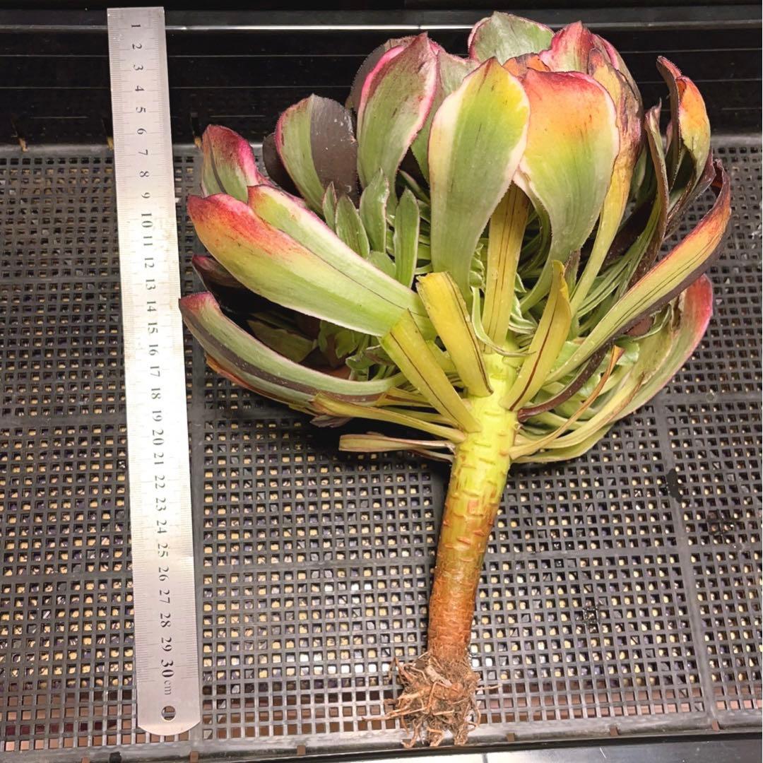 86#多肉植物アエオニウム錦❤️水墨畫变異白黒グリッド錦❤️1頭4子芽29cm拨き苗