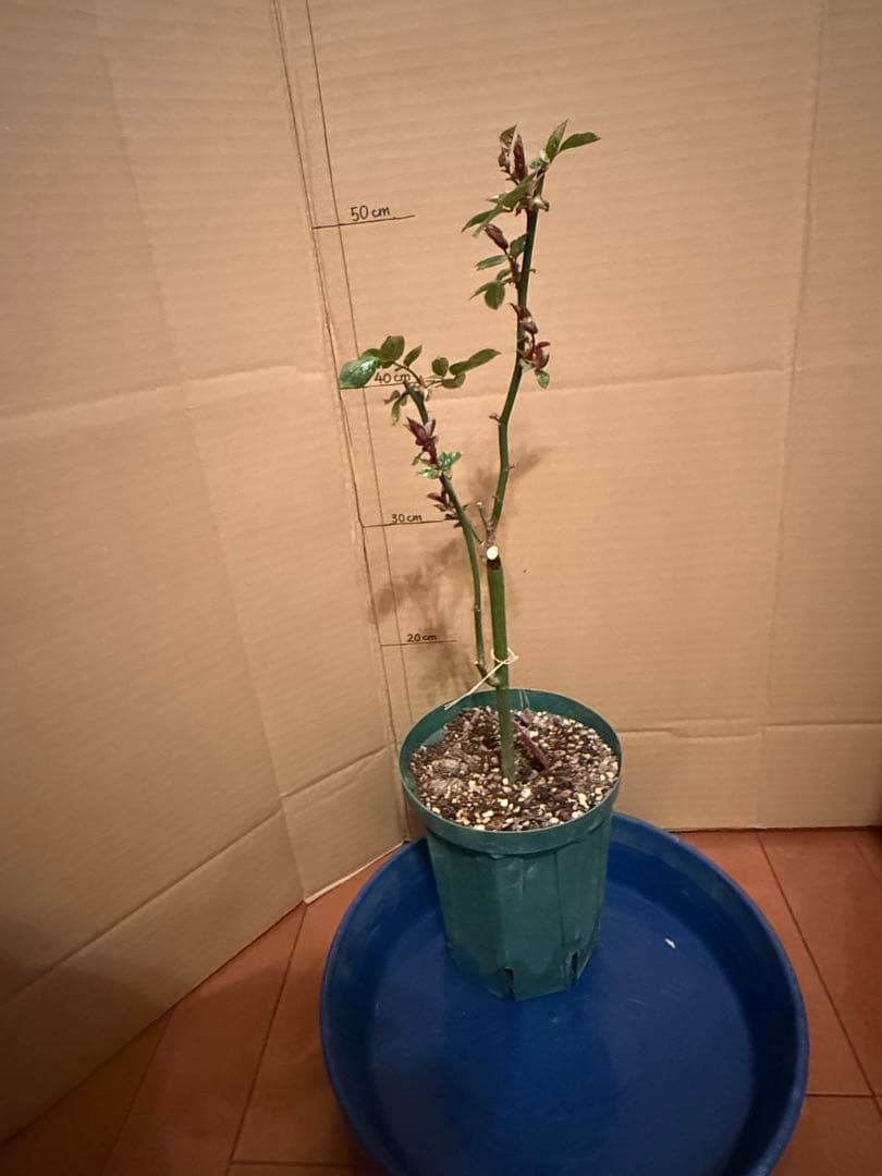 レア薔薇　切り花品　All4 pu….