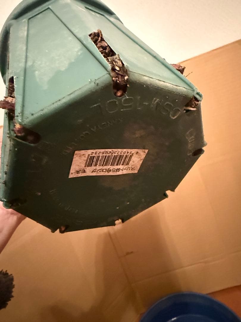 レア薔薇　切り花品　All4 pu….