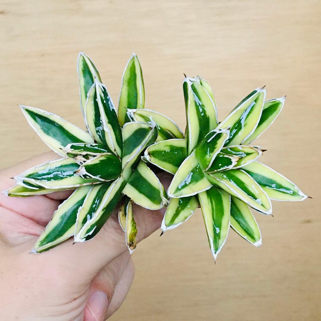 n*u様 【稀少】3 笹の雪錦 クリーム覆輪斑 短葉 TC株 アガベ ビクトリア