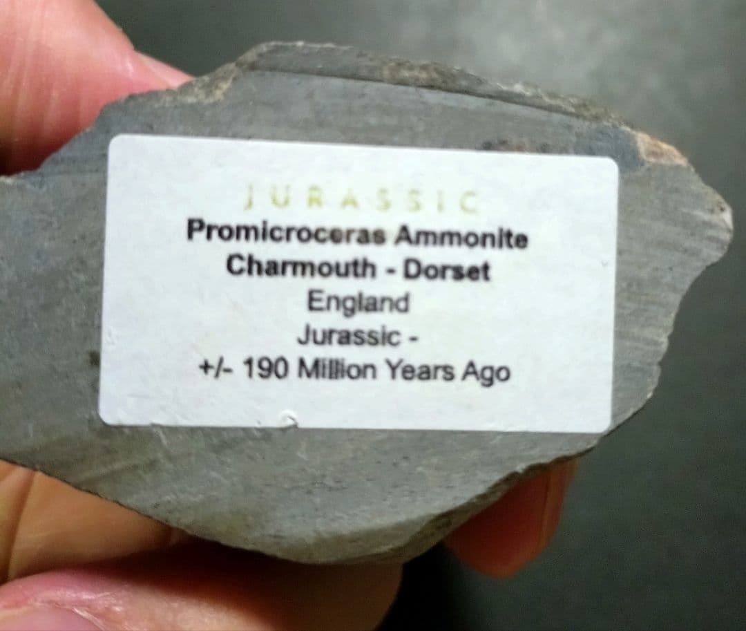 【イギリスドーセット産】プロミクロセラス　アンモナイト母岩付