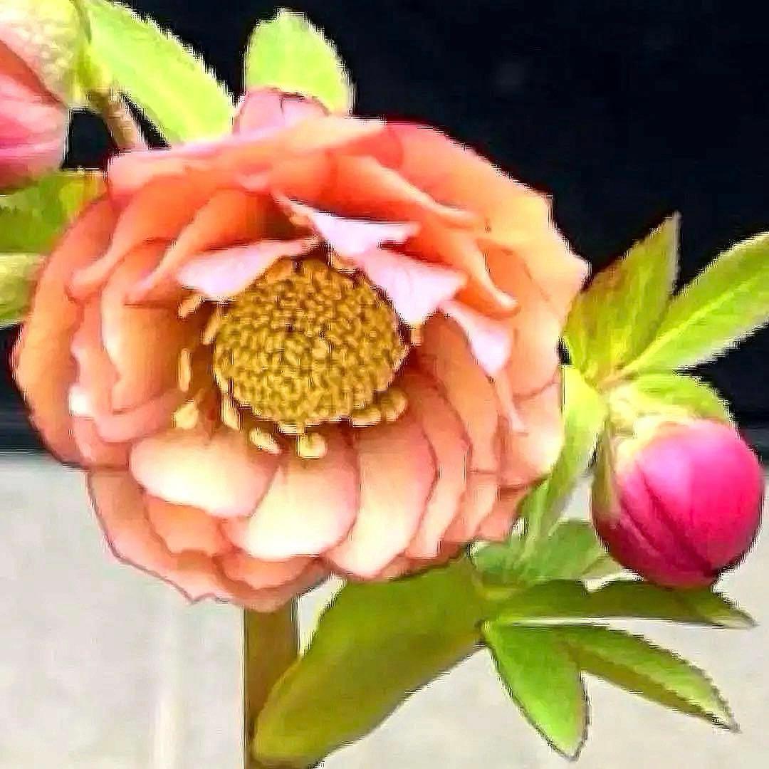 こ*☆様 3399☘️蕾付き☘️希少☘️オレンジ⭐️小輪⭐️コロコロ⭐️多弁⭐️