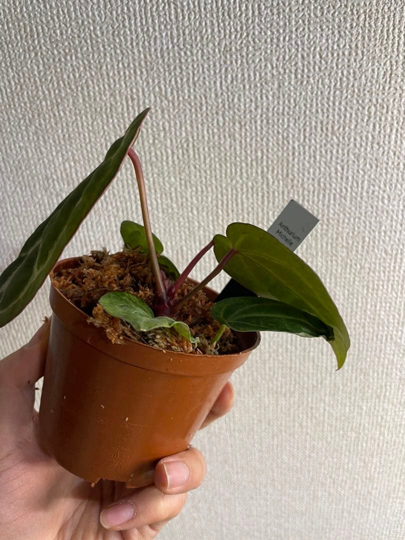 い*ぶ様 アンスリウム　ミシェル
