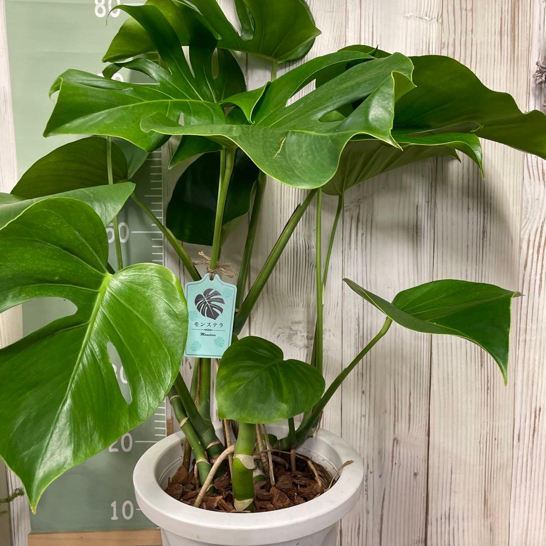 モンステラ 8号 観葉植物 インテリア 人気 大型