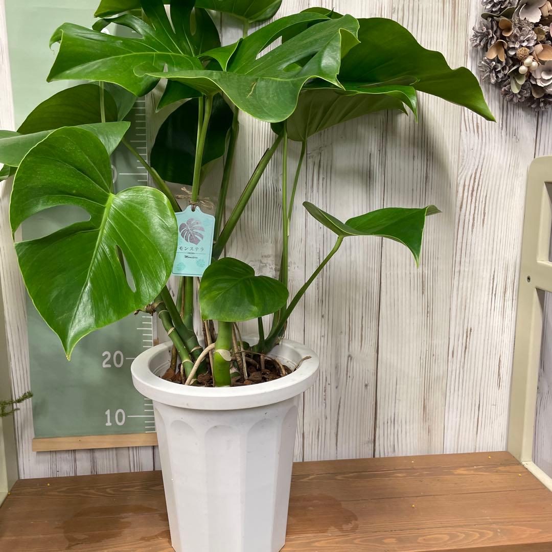 モンステラ 8号 観葉植物 インテリア 人気 大型
