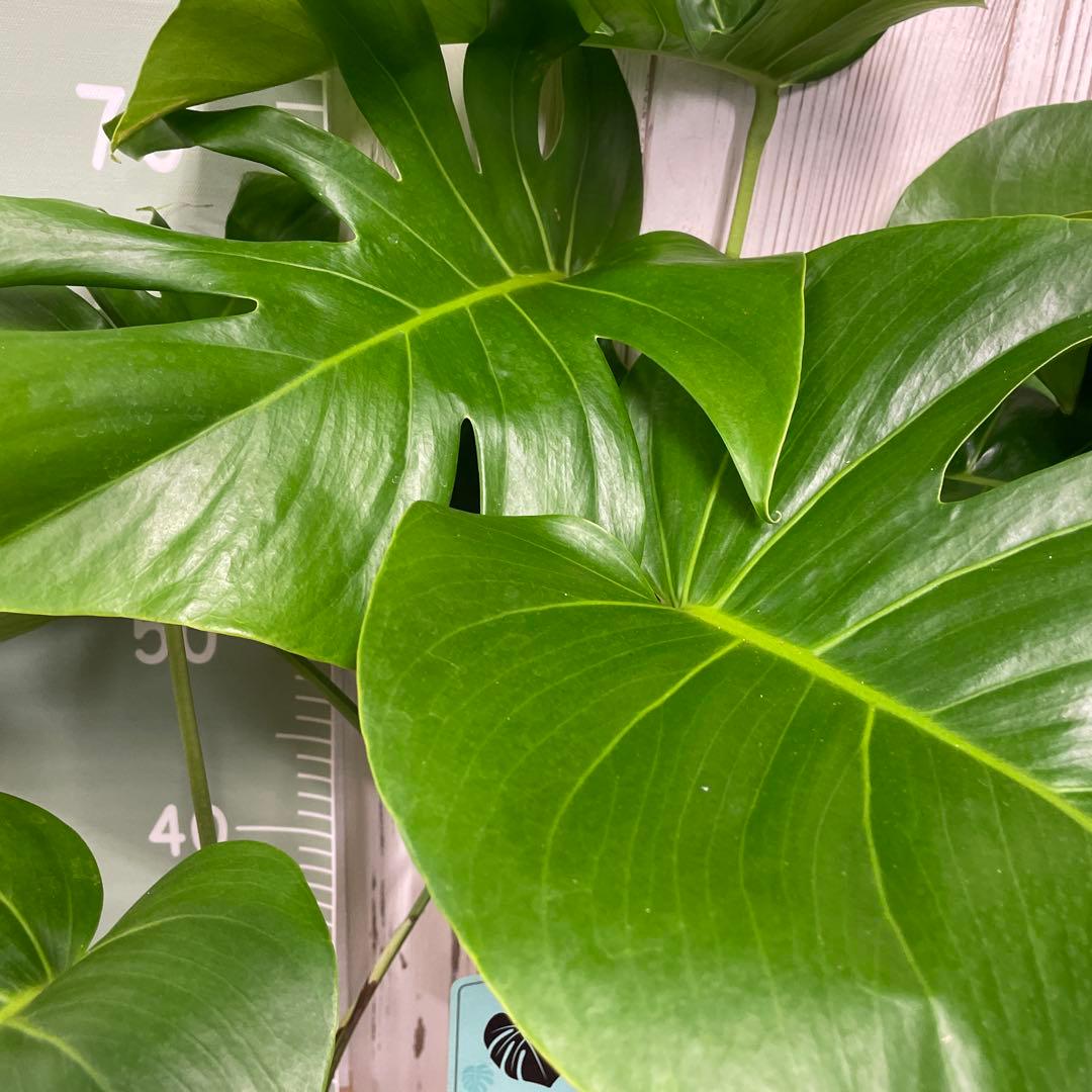 モンステラ 8号 観葉植物 インテリア 人気 大型