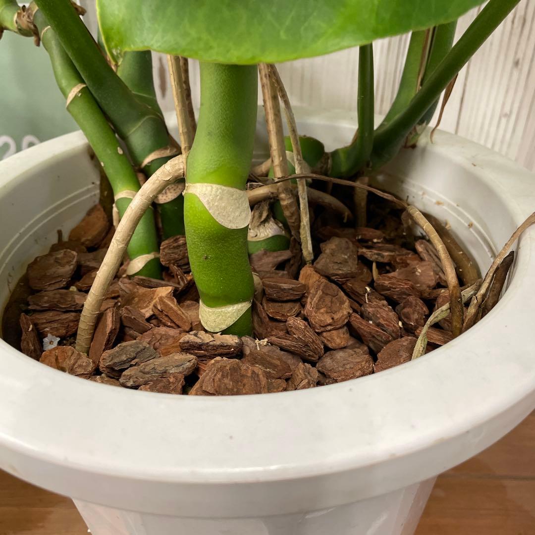 モンステラ 8号 観葉植物 インテリア 人気 大型