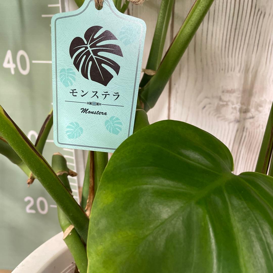 モンステラ 8号 観葉植物 インテリア 人気 大型