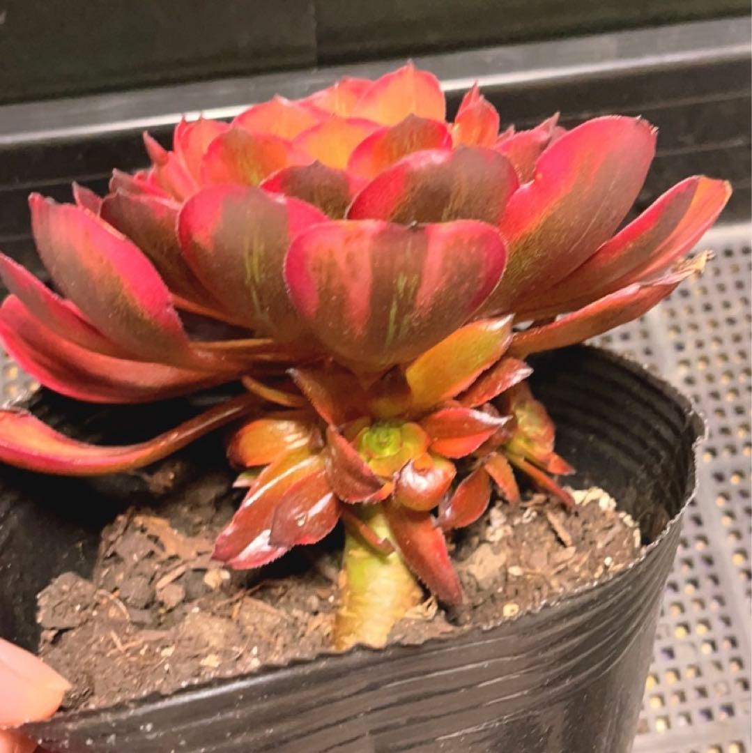 83#多肉植物アエオニウム錦❤️ 花火❤️1大頭3小頭16cm拔き苗