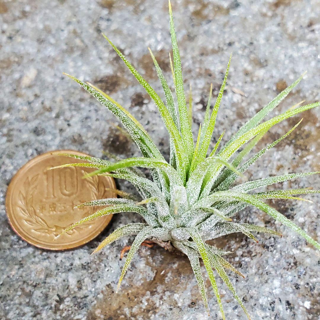 子株　Tillandsia ionantha Fuego Yell