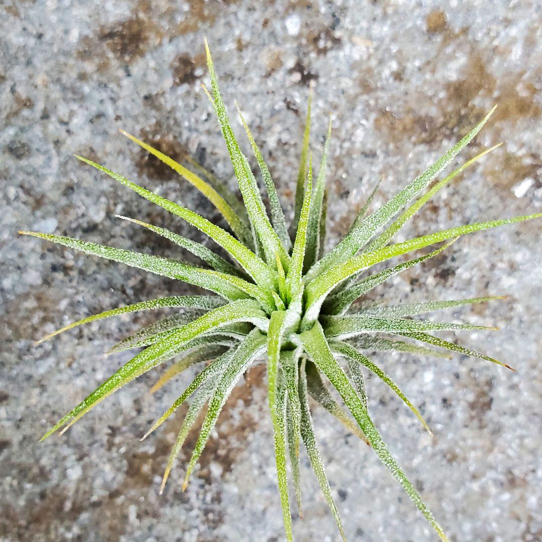 子株　Tillandsia ionantha Fuego Yell