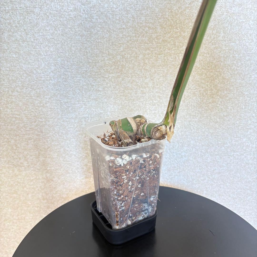 モンステラ　デリシオーサ　スケルトン　カット苗