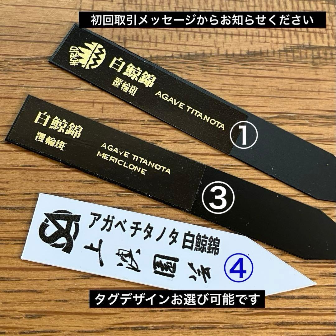 v*n様 【オークション】特大　アガべ　チタノタ　白鯨錦　覆輪斑　TC 【鉢ごと