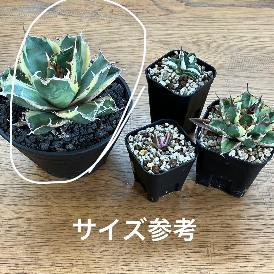 v*n様 【オークション】特大　アガべ　チタノタ　白鯨錦　覆輪斑　TC 【鉢ごと