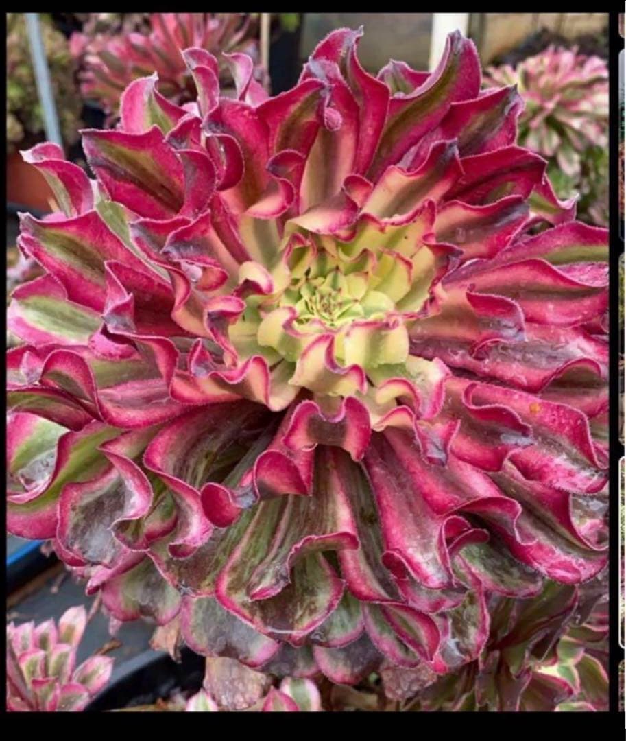 多肉植物アエオニウム錦❤️ 皺葉仙墨  ❤️状態図❤️