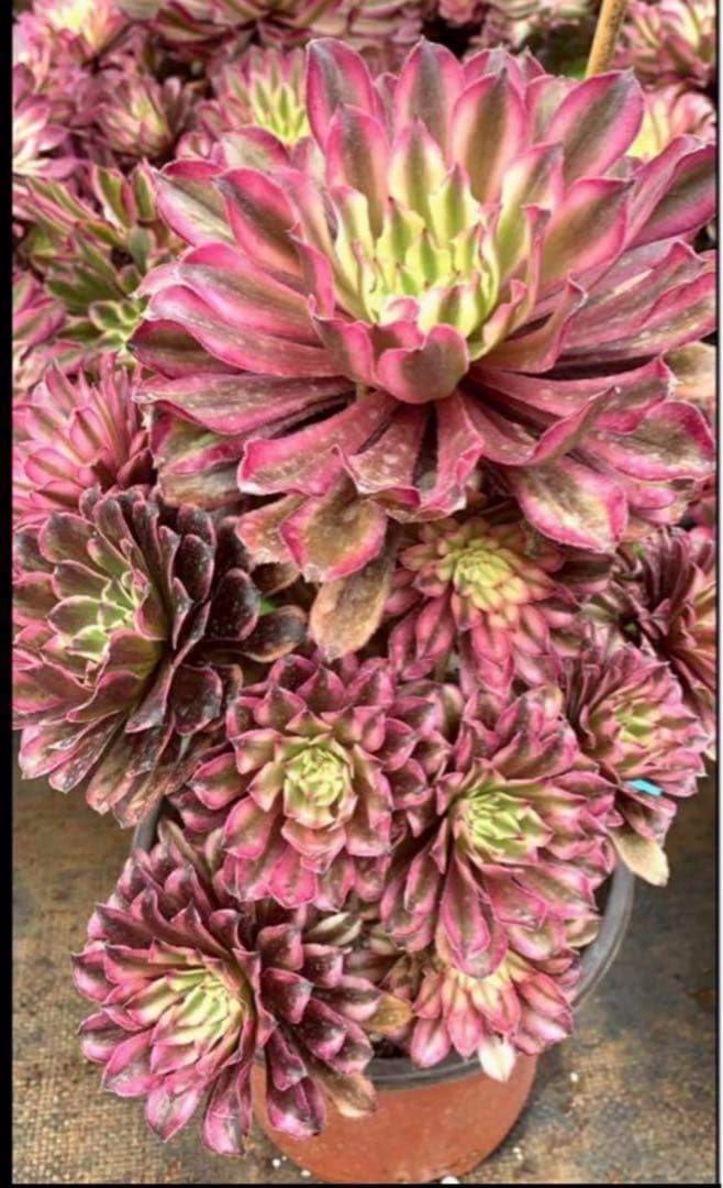 多肉植物アエオニウム錦❤️ 皺葉仙墨  ❤️状態図❤️