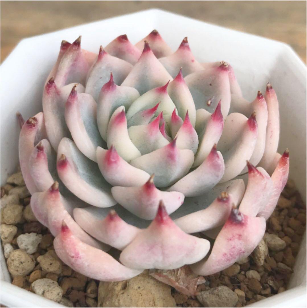 多肉植物   チワワエンシス錦