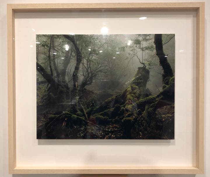 [残り1点のみ]屋久島額装写真
