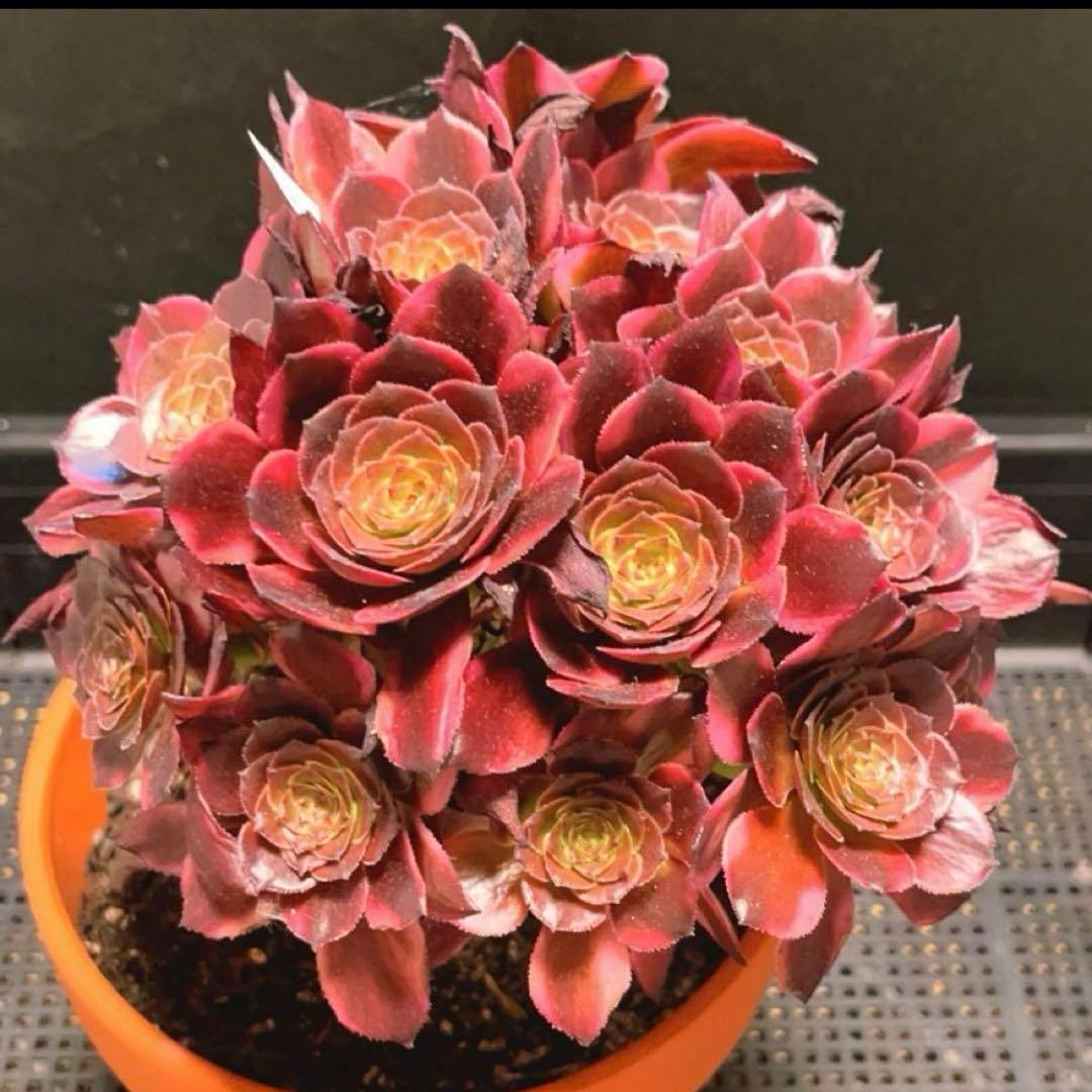 91#多肉植物アエオニウム錦❤️花火❤️ 18頭18cm 土付き出荷