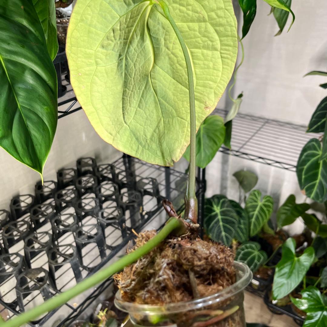 24 Anthurium crystallinum アンスリウム　クリスタリナム