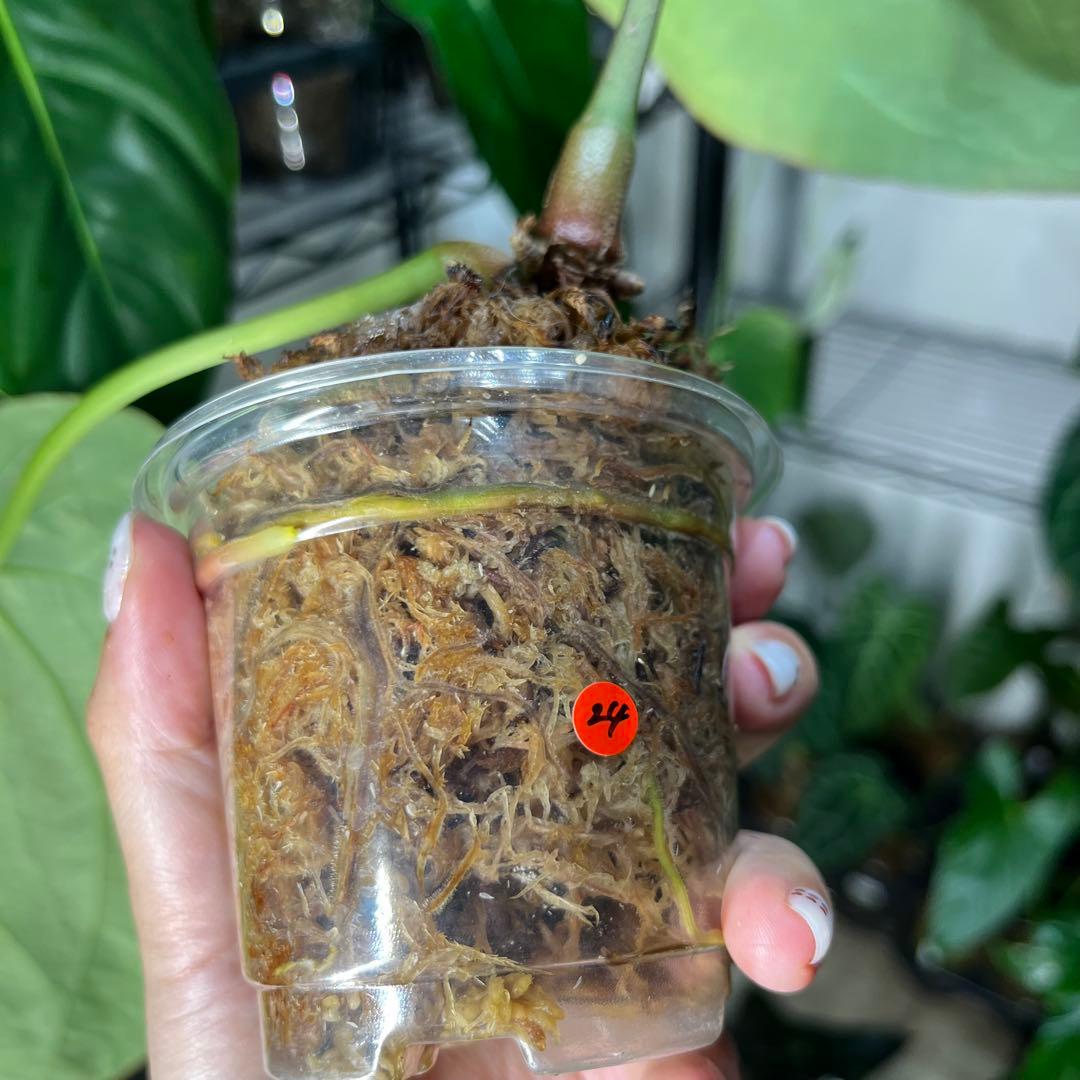 24 Anthurium crystallinum アンスリウム　クリスタリナム
