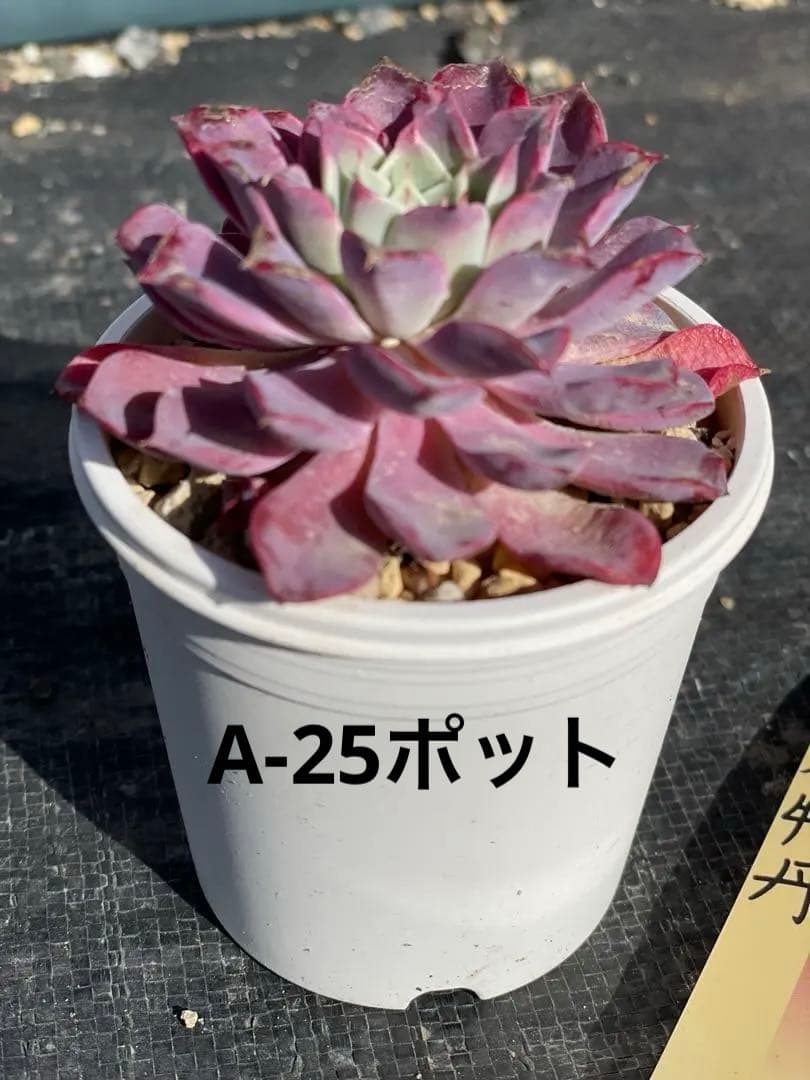 百合牡丹❤️札付き❤️ミックスベリア　おらいさん苗　多肉植物