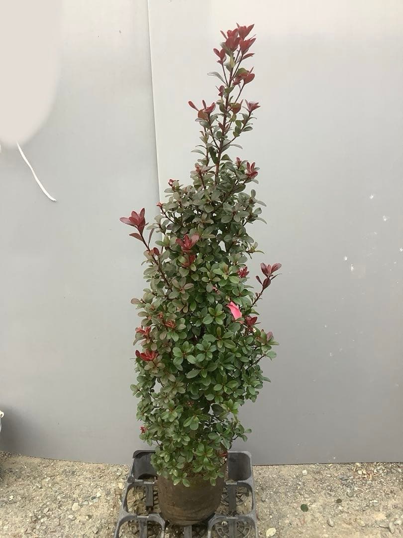 8-1【ベニヒメシャリンバイ】樹高約123cm【送料込み】
