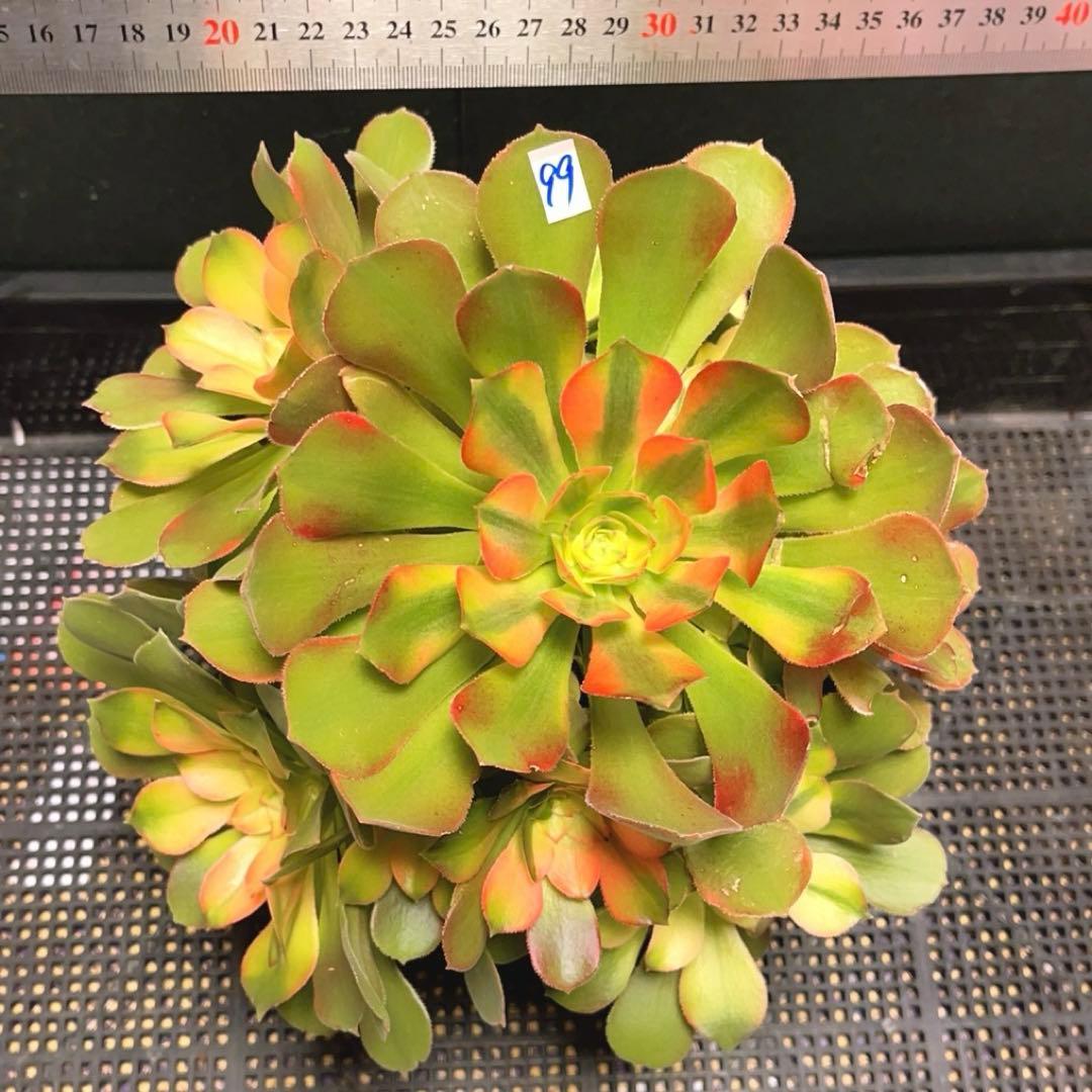 99 #多肉植物アエオニウム錦❤️ 洛神❤️12頭24cm拔き苗！