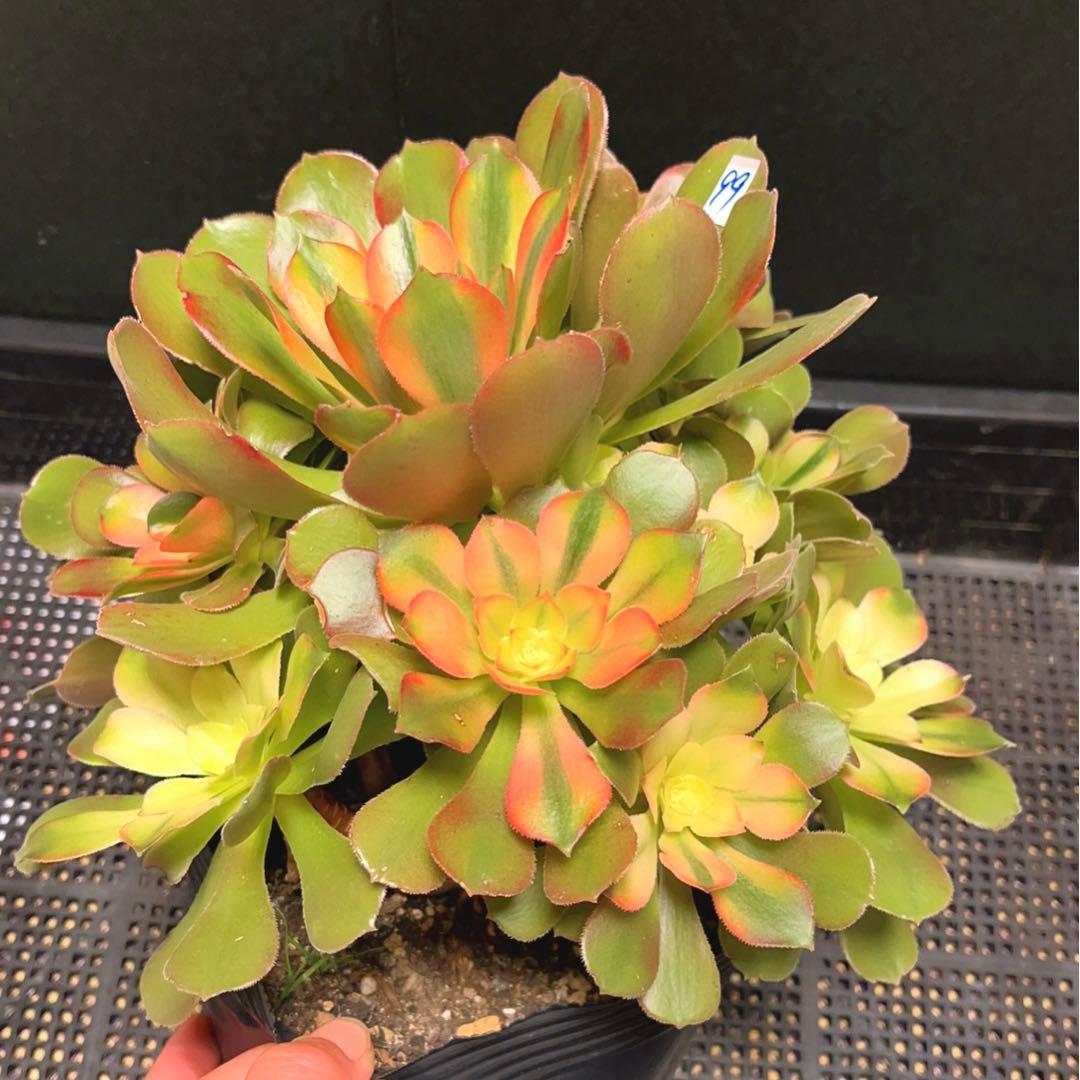 99 #多肉植物アエオニウム錦❤️ 洛神❤️12頭24cm拔き苗！