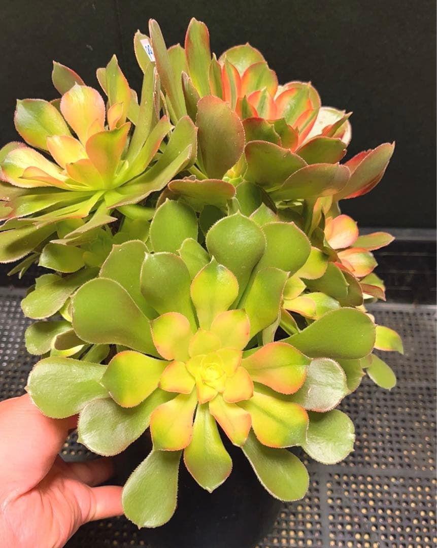 99 #多肉植物アエオニウム錦❤️ 洛神❤️12頭24cm拔き苗！