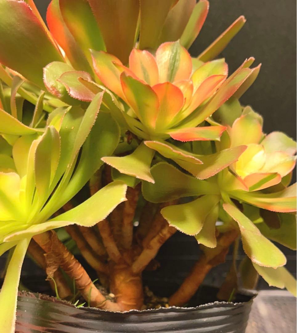 99 #多肉植物アエオニウム錦❤️ 洛神❤️12頭24cm拔き苗！