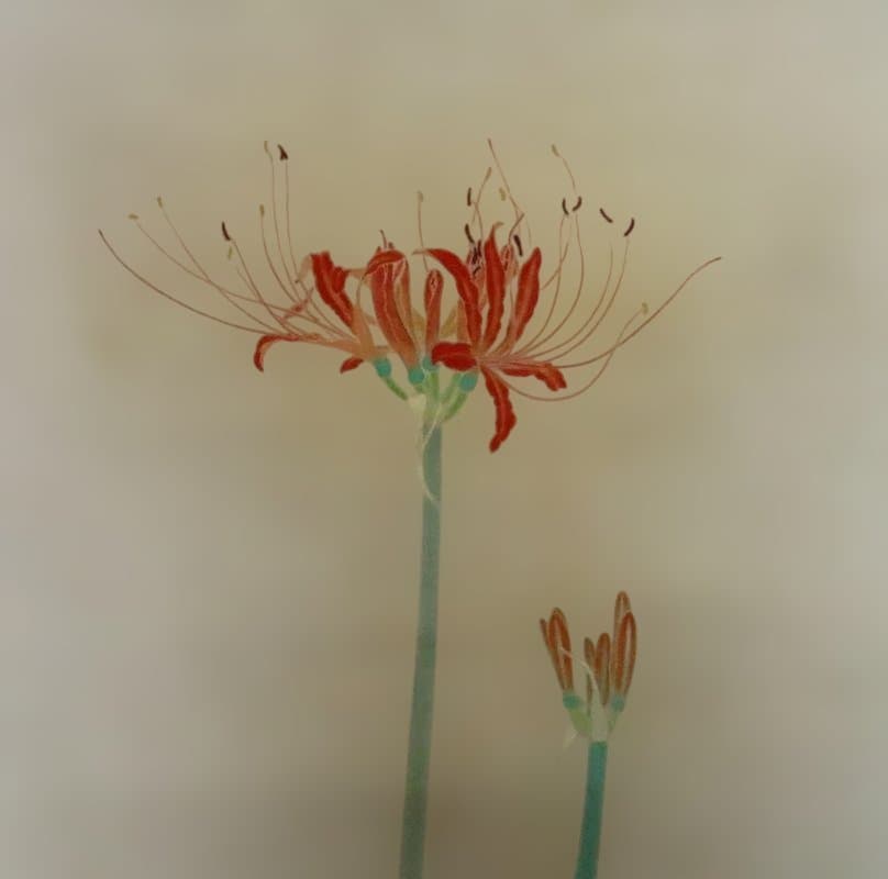 掛軸　箱崎睦昌　『白秋』　共箱　太巻 　美品　【彼岸花　曼珠沙華】