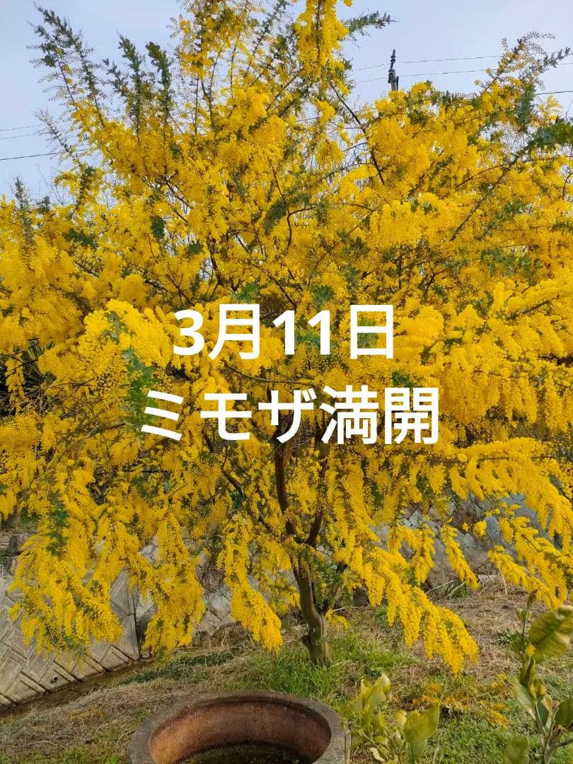 終了しました。2023年  ミモザ予約