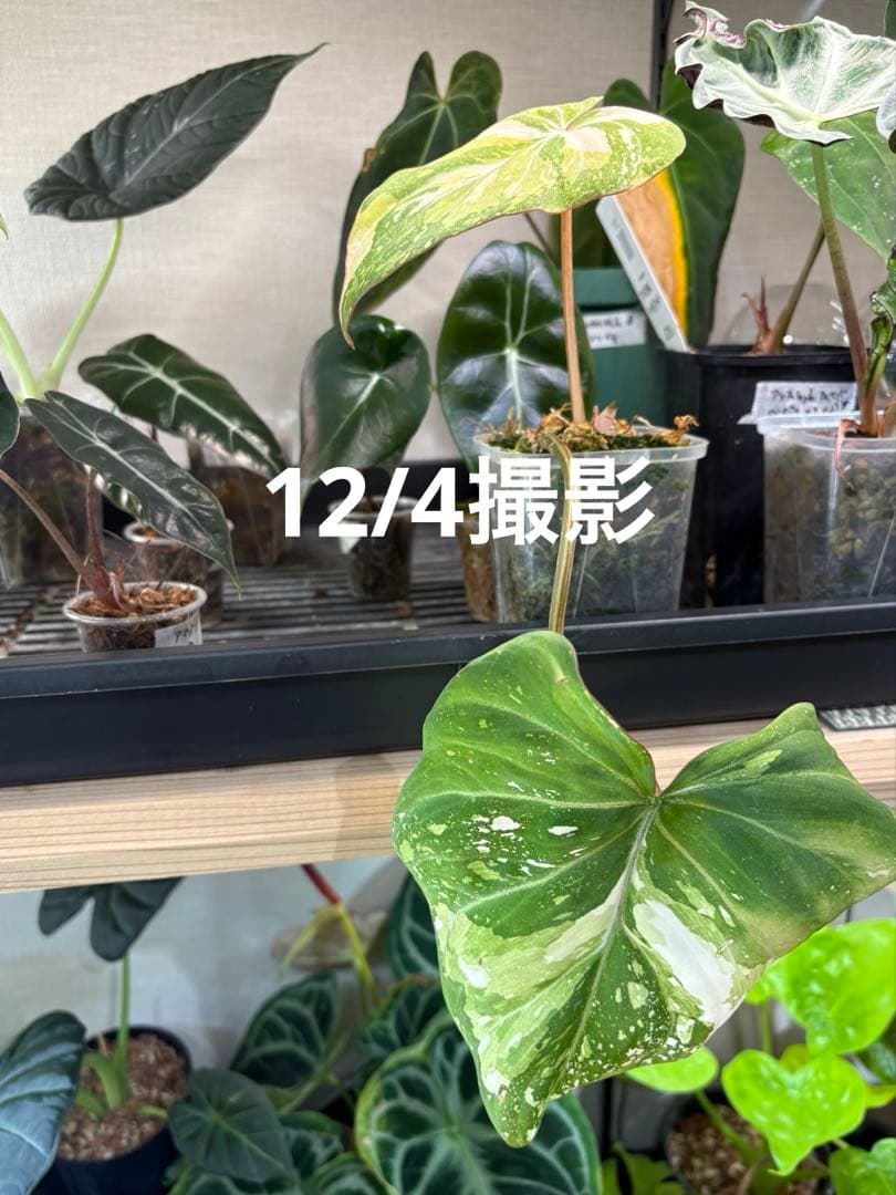 【12/4写真追加】フィロデンドロン グロリオーサム トリカラー